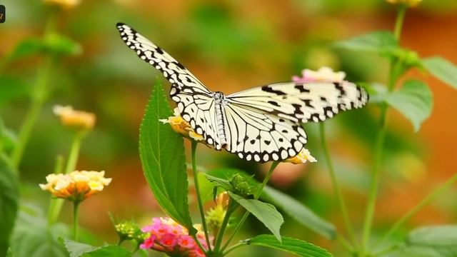 Song of The Birds | Morning Tune Flute Music | Basuri Ko Dhun Instrumental | Bansuri Nature Sound 4 смотреть онлайн