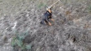 Зла собака Ягдтерьер