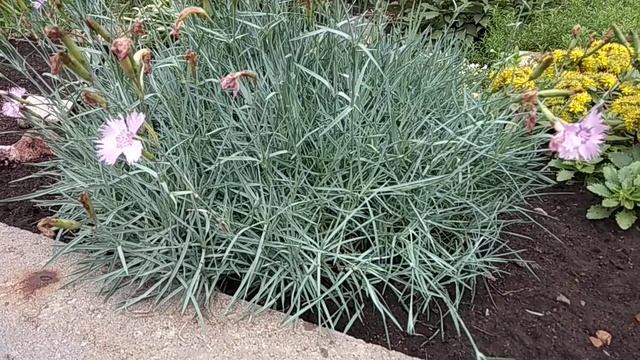 Черенкование. Флокс шиловидный и гвоздика Шабо. Обзор цветения лобелии. смотреть онлайн