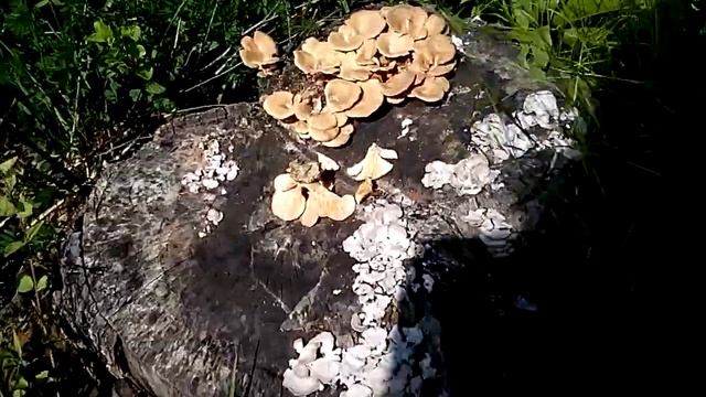 Oyster Mushroom: Pleaurotus ostreatus / P. pulmonarius смотреть онлайн