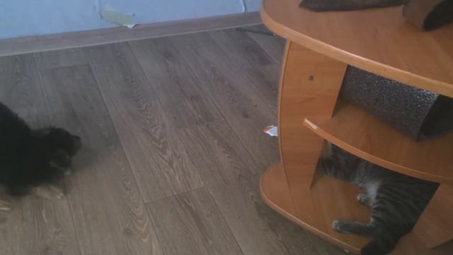 йорк в бешенстве смотреть онлайн