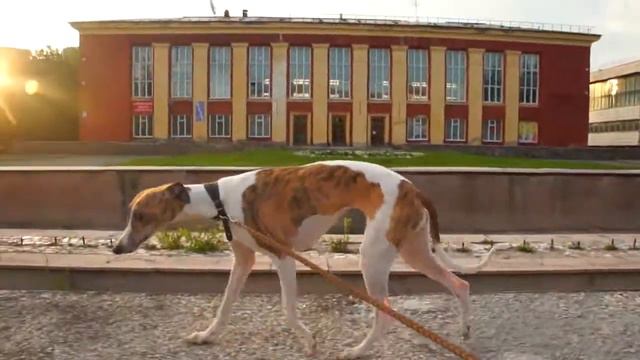 Уиппет Джуля (Новосибирск) смотреть онлайн