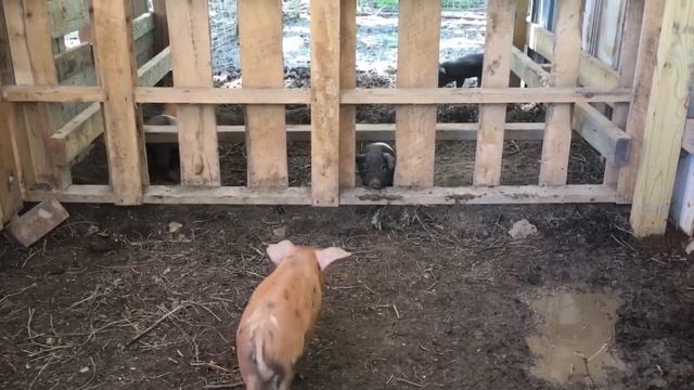 Run, jump, eat, repeat. смотреть онлайн