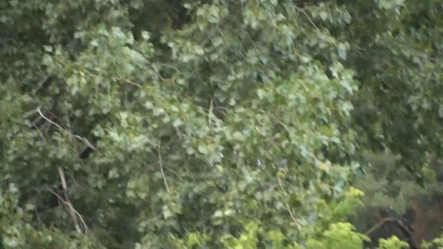 Выпуск Спортивных голубей Украина- Румыния 2021 год Release of Sport pigeons Ukraine-Romania 2021 смотреть онлайн