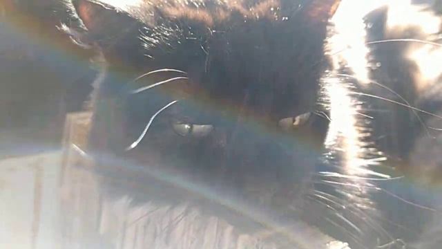 Мы коты не обижаем друг друга смотреть онлайн