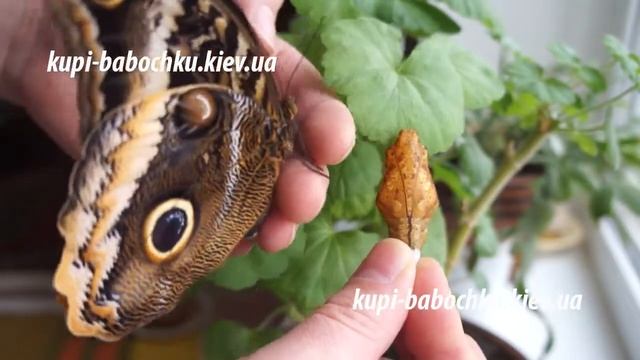 бабочка и куколка Калиго Атрей (Caligo Atreus)