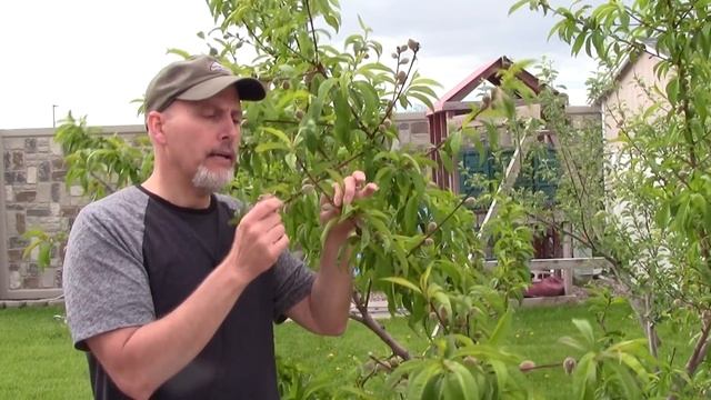 How To Thin Peaches: To improve fruit size and sweetness смотреть онлайн