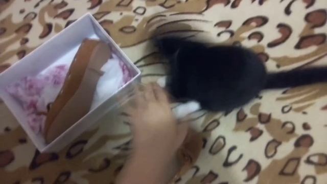 Какую купили форму, принтер в школу. смотреть онлайн