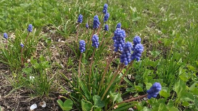 Пасха. Светлое Христово Воскресение. Что нужно обязательно сделать...Народные приметы и традиции. смотреть онлайн