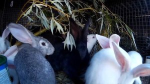 Ива один из лучших видов веточного  корма для кроликов.