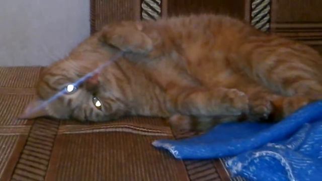 Мёртвый кот(прикол) смотреть онлайн