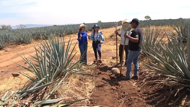 En AMATITÁN, TODOS SE DEDICAN AL ORO AZUL | ALMA CORONEL смотреть онлайн