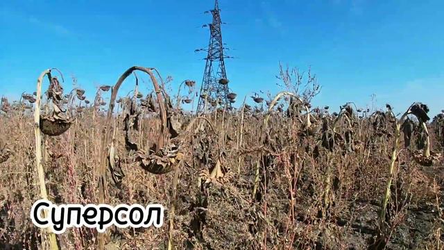 Огляд Демо поля соняшнику Сади України, Viterra SEED, Євросем, ВНІС, GRAND SEMENS, Еліта Селект. смотреть онлайн