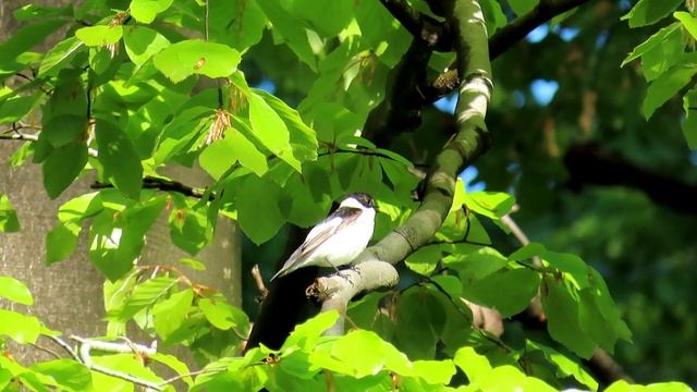 995. Lejsek bělokrký, Collared flycatcher, Halsbandschnäpper, Мухоловка-белошейка смотреть онлайн
