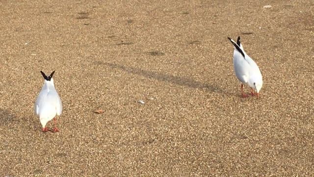 London Hyde Park in Spring. Необыкновенный Гайд Парк весной с #thingstodoLondonFamilyFun смотреть онлайн