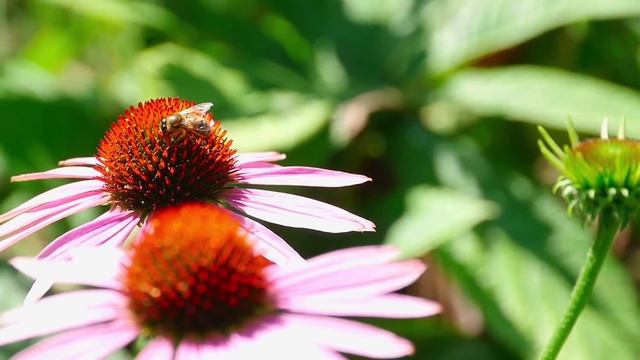 Нежная лечебная музыка здоровья и для успокоения нервной системы, глубокого релакса #14