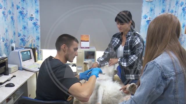 Пункт временного содержания животных, стационар и приютпланируют построить в Костанайском районе смотреть онлайн