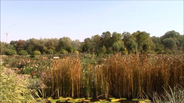 Цветы и растения дендропарка города Кишинёва! Конец сентября. смотреть онлайн