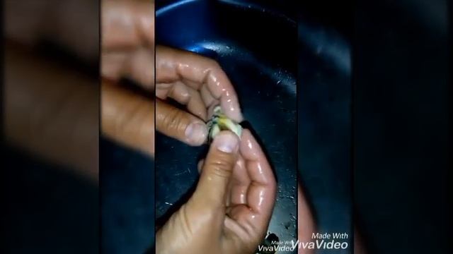 Приготовление ракушек (рапанов) по нашенски)) смотреть онлайн