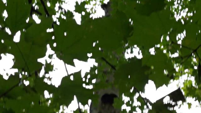 Pleurotus pulmonarius pretty sure? смотреть онлайн