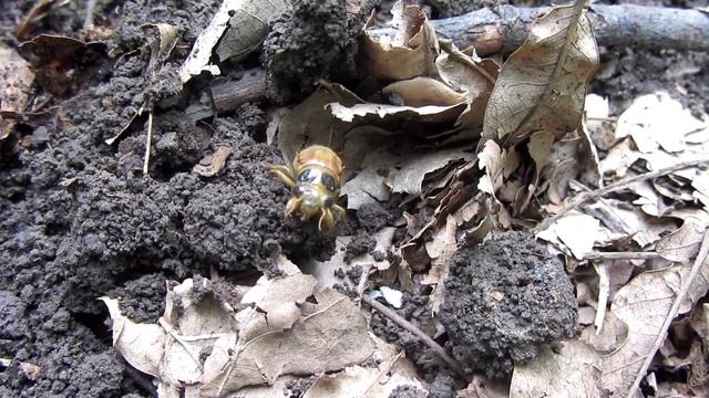 Larva of Cicada | Личинка цикады смотреть онлайн
