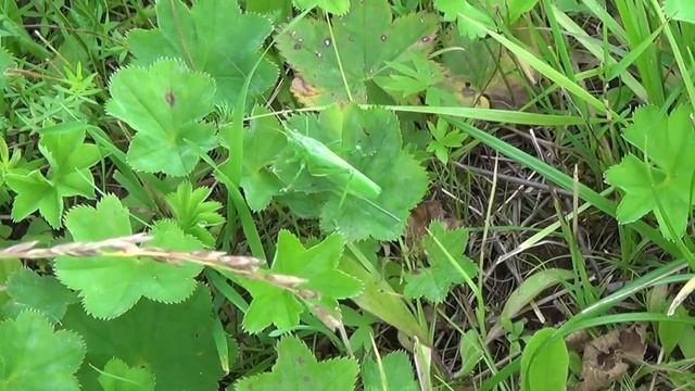 В лес по грибы 29 июля 2017г  2