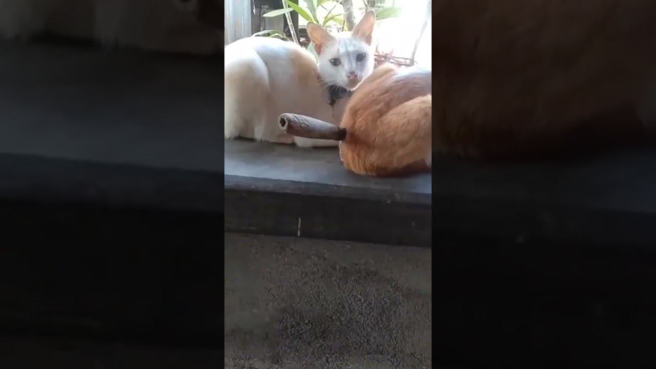 Караул, нож в попе у кота! Испугались??? ))) смотреть онлайн