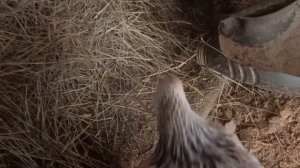 У курицы побелел глаз Как я её лечила