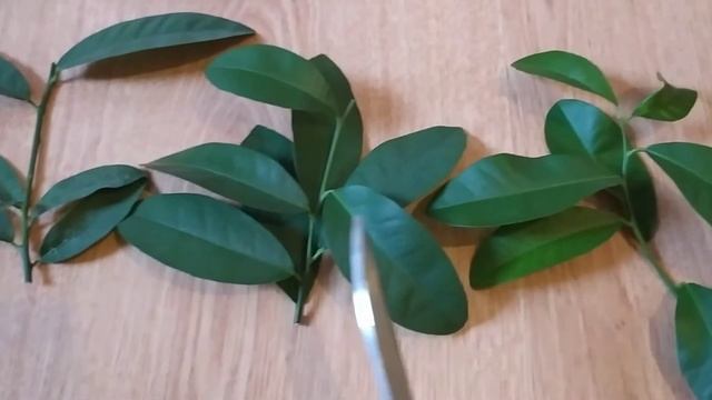 Черенкование лимона. смотреть онлайн