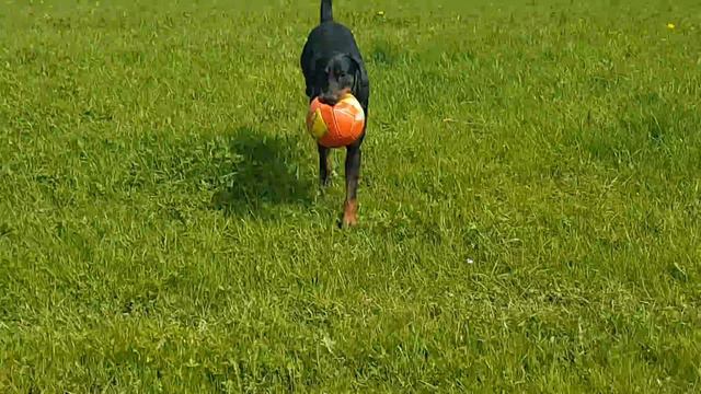 Dobermann | Adidas F50 смотреть онлайн