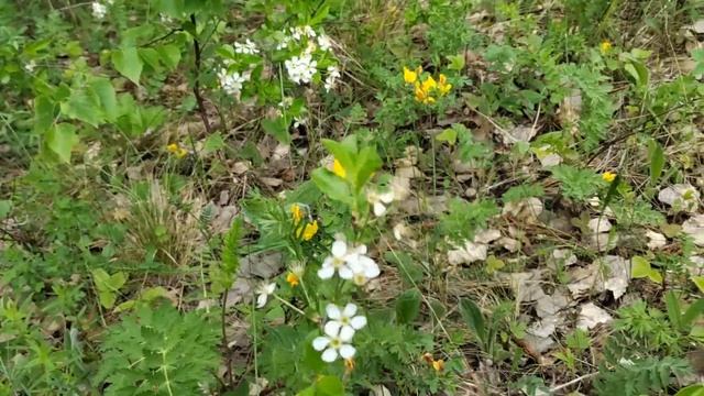 Нашли и откололи чагу.Прогулка на природе.