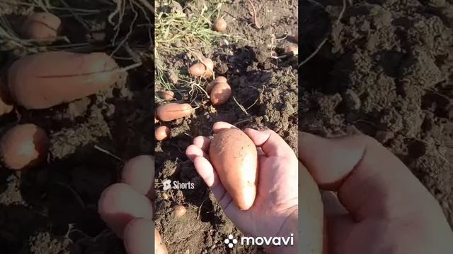 ПРОПУЩЕННОЕ ВИДЕО. СБОР КАРТОФЕЛЯ. ОГОРОД НА КУБАНИ. shorts# смотреть онлайн