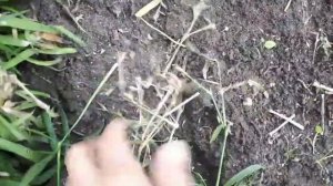 Гипсофила и гвоздика осенью.