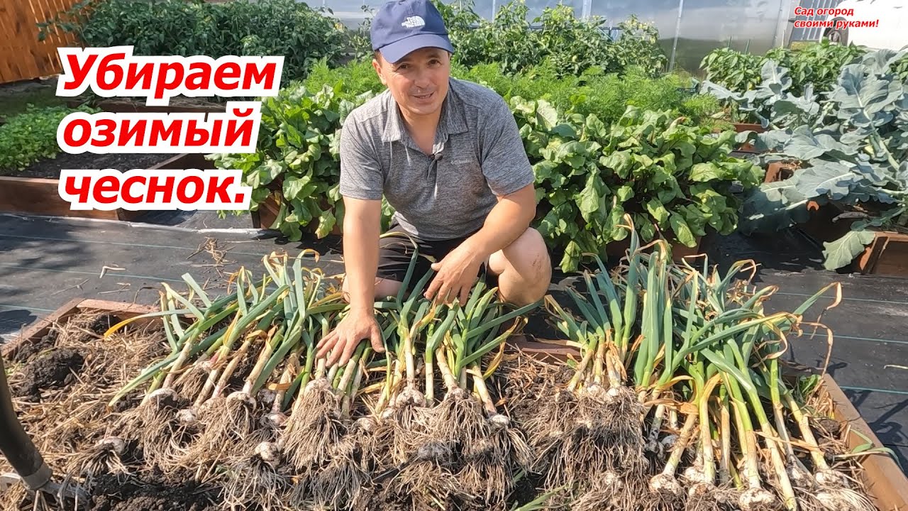 Когда нужно убирать чеснок- признаки, которые на это указывают. смотреть онлайн