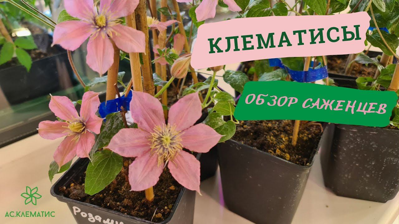 Обзор саженцев клематисов. ВЕСНА. Начало роста! смотреть онлайн