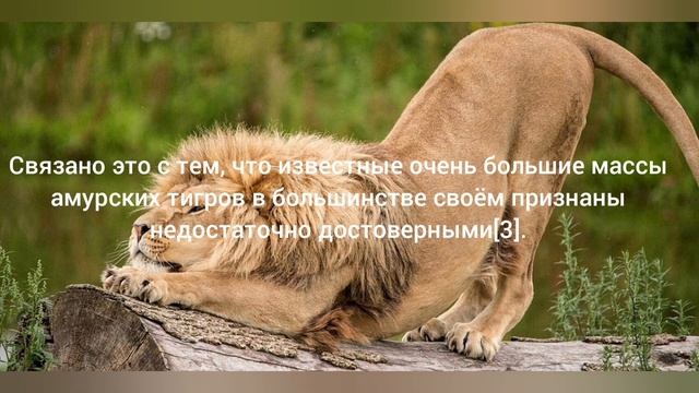 Лев — царь зверей смотреть онлайн