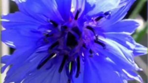 Запоздалое письмо