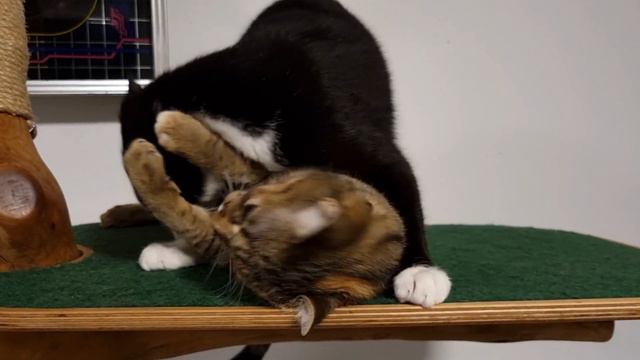 Is the cat trying to kill the other one?! 😲 смотреть онлайн