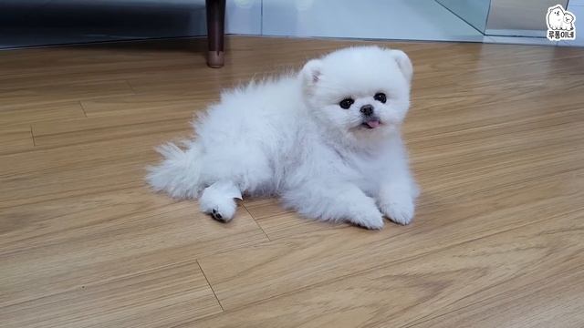 강아지 간질 발작 강직 증상은 의외로 흔한 질병 / 강아지를 키운다면 꼭 보세요!  발작시 주의사항, 대처법, MRI과정 MRI비용