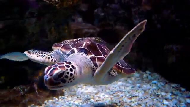 Загадки морские обитатели 🦈Для детей загадки 🦀