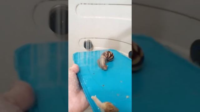 Как любят улитки купаться смотреть онлайн