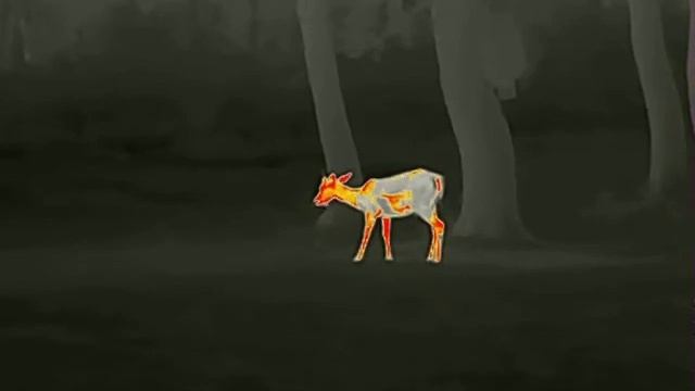 Night Pearl Scops 35 ELITE смотреть онлайн