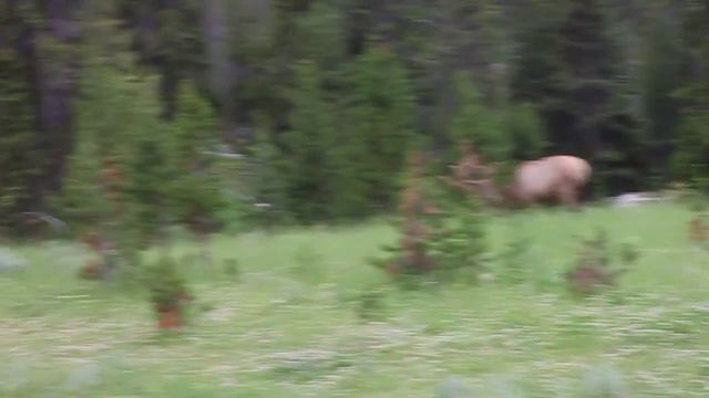 Олени в парке Йелловстоун смотреть онлайн