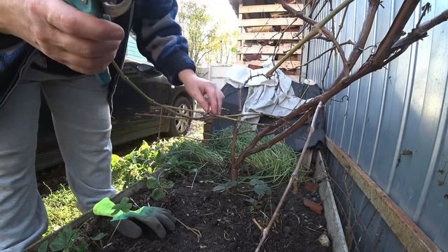 Виноград Изабелла / Решилась на обрезку / Видео для себя / Допустила ошибку 12 октября 2022 г. смотреть онлайн