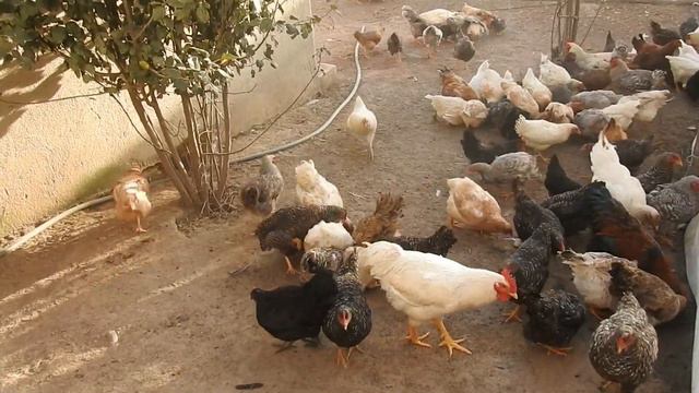 Best Farming Tips: Ideas & advice for new farmers / beginning farmers смотреть онлайн