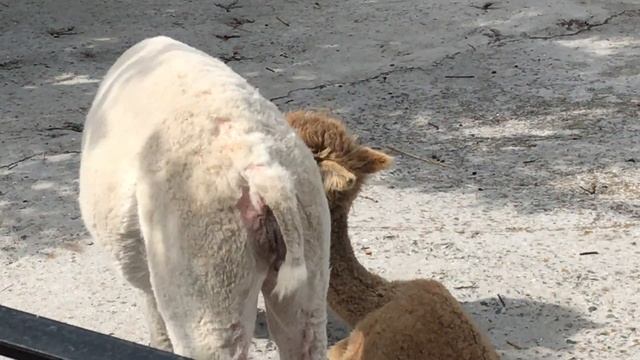 Милые альпаки. Тайган. Lovely alpacas. Taigan. Crimea. смотреть онлайн