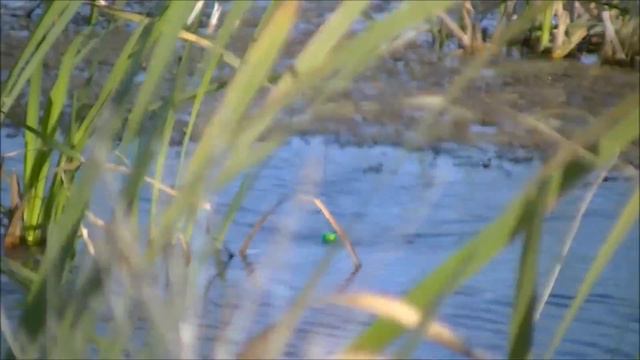 Щука на лягушку смотреть онлайн