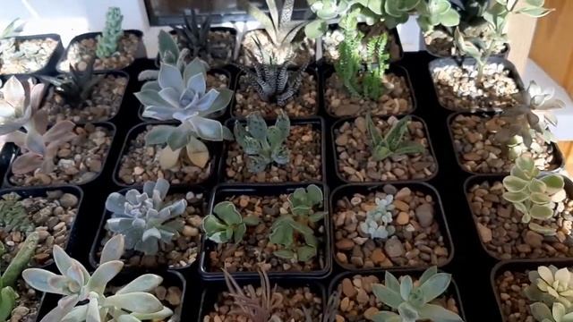 Суккуленты. Стеллаж для растений, освещение над полками смотреть онлайн