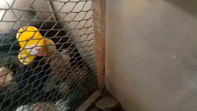 Гнездо - мы все экспериментируем. Петушки мараны ЧМ смотреть онлайн