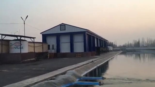 Рыбное хозяйство Узбекистан Форель Осётр FishVille смотреть онлайн